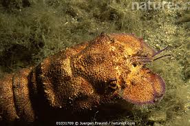 Image result for Scyllarides latus