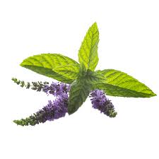 Image result for Menta x piperita