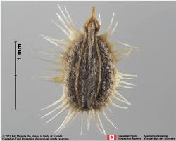 Attēlu rezultāti vaicājumam “Daucus carota subsp. carota”