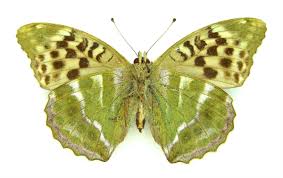 Attēlu rezultāti vaicājumam “Argynnis paphia”