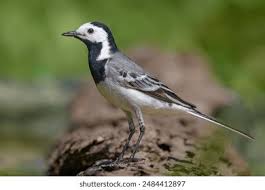 Attēlu rezultāti vaicājumam “Motacilla alba adult”