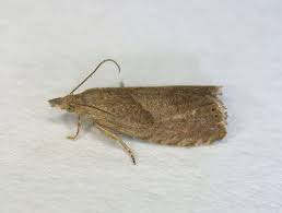 Attēlu rezultāti vaicājumam “Dichrorampha simpliciana”