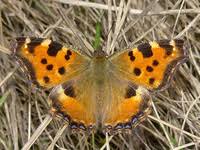 Image result for Papilionoidea