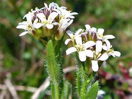 Attēlu rezultāti vaicājumam “Arabis hirsuta flower”