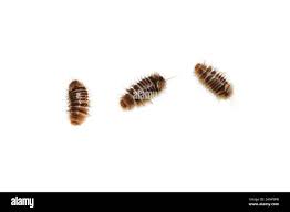 Attēlu rezultāti vaicājumam “Anthrenus museorum”