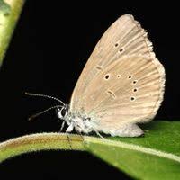 Attēlu rezultāti vaicājumam “Maculinea alcon”