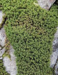 Attēlu rezultāti vaicājumam “Tortella tortuosa”