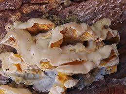 Attēlu rezultāti vaicājumam “Skeletocutis amorpha”