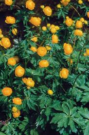 Attēlu rezultāti vaicājumam “Trollius europaeus fruit”