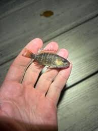 Image result for Lutjanus cyanopterus