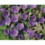 Attēlu rezultāti vaicājumam “Geranium bohemicum”
