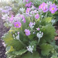 Image result for Primula malacoides