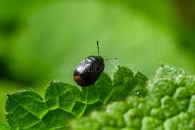 Attēlu rezultāti vaicājumam “Cydnidae”