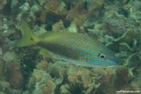 Image result for Haemulon plumierii