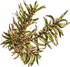 Attēlu rezultāti vaicājumam “Taxus baccata male flower”