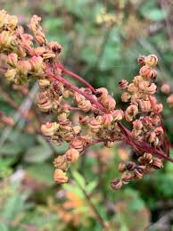 Attēlu rezultāti vaicājumam “Filipendula vulgaris bud”