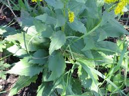 Attēlu rezultāti vaicājumam “Solidago virgaurea leaf”