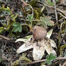 Attēlu rezultāti vaicājumam “Geastrum minimum”