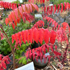 Attēlu rezultāti vaicājumam “Rhus typhina leaf”