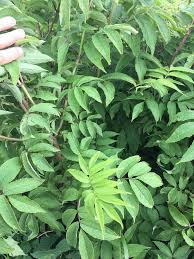 Attēlu rezultāti vaicājumam “Sambucus racemosa leaf”