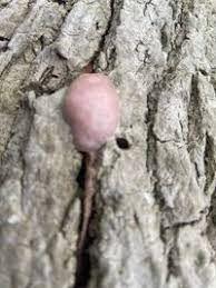 Attēlu rezultāti vaicājumam “Lycogala flavofuscum”