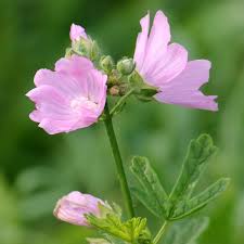 Attēlu rezultāti vaicājumam “Malva moschata flower”