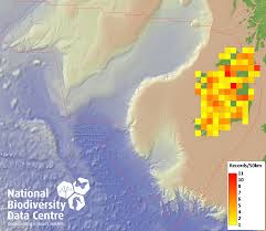 Attēlu rezultāti vaicājumam “Orthotrichum cupulatum var. riparium”