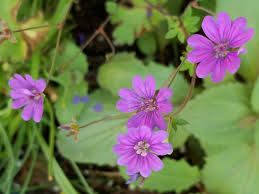 Attēlu rezultāti vaicājumam “Geranium pyrenaicum flower”