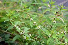 Attēlu rezultāti vaicājumam “Lycopus europaeus leaf”