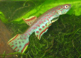 Attēlu rezultāti vaicājumam “Badhamiopsis scripta”