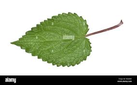 Attēlu rezultāti vaicājumam “Stachys sylvatica leaf”