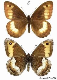 Attēlu rezultāti vaicājumam “Hipparchia alcyone”