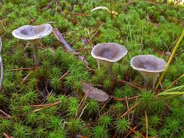 Attēlu rezultāti vaicājumam “Cantharellula umbonata”