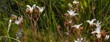 Attēlu rezultāti vaicājumam “Saxifraga granulata flower”