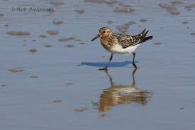 Attēlu rezultāti vaicājumam “Calidris alba adult”