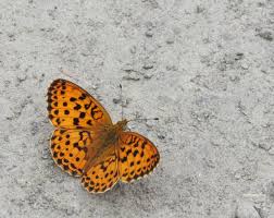 Attēlu rezultāti vaicājumam “Brenthis daphne underside”