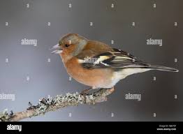 Attēlu rezultāti vaicājumam “Fringilla coelebs male”