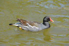 Attēlu rezultāti vaicājumam “Gallinula chloropus”