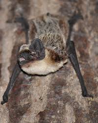 Attēlu rezultāti vaicājumam “Vespertilio murinus”