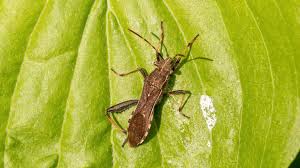 Attēlu rezultāti vaicājumam “Alydus calcaratus imago”