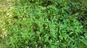 Attēlu rezultāti vaicājumam “Myosoton aquaticum”