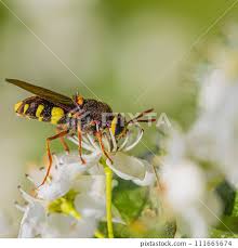 Attēlu rezultāti vaicājumam “Crabronidae”