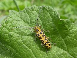 Attēlu rezultāti vaicājumam “Saperda scalaris”