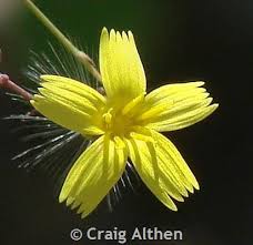 Attēlu rezultāti vaicājumam “Mycelis muralis bud”