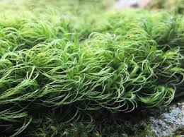 Attēlu rezultāti vaicājumam “Paraleucobryum longifolium”