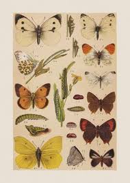 Attēlu rezultāti vaicājumam “Pieridae”