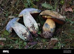 Attēlu rezultāti vaicājumam “Boletus luridus”