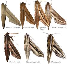 Image result for hawk moth