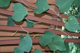 Attēlu rezultāti vaicājumam “Aristolochia durior”