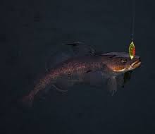 Image result for Gadus macrocephalus